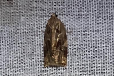 <i>Archips xylosteana</i>