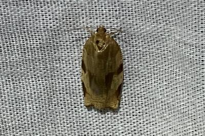 <i>Choristoneura hebenstreitella</i>