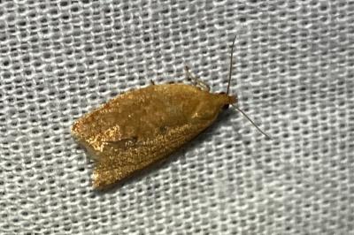 <i>Clepsis consimilana</i>