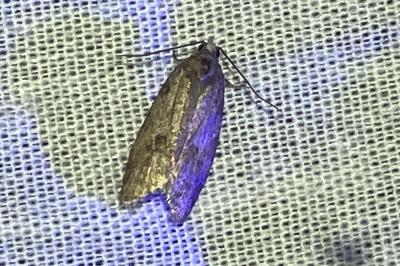 <i>Cnephasia</i>