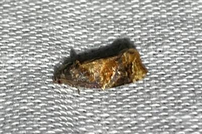 <i>Ditula angustiorana</i>