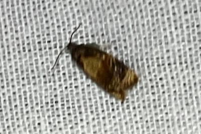 <i>Ditula angustiorana</i>
