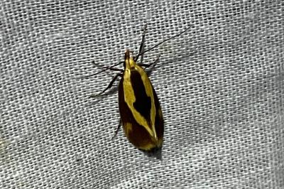 <i>Harpella forficella</i>