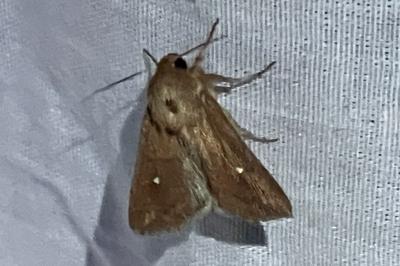 <i>Mythimna albipuncta</i>