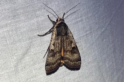 Noctua pronuba