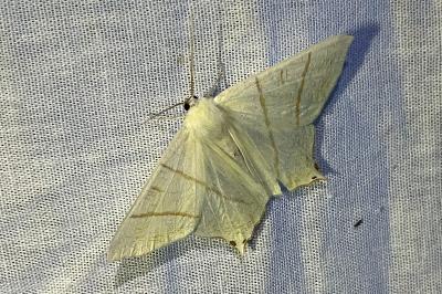 <i>Ourapteryx sambucaria</i>