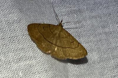 <i>Paracolax tristalis</i>