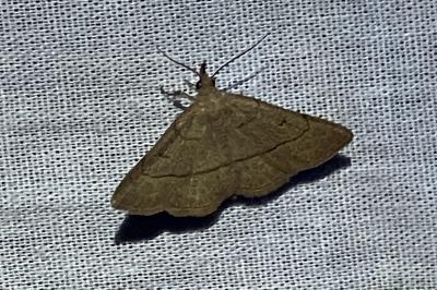<i>Paracolax tristalis</i>