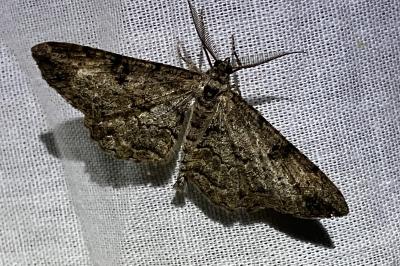 <i>Peribatodes rhomboidaria</i>