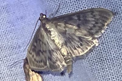 <i>Patania ruralis</i>