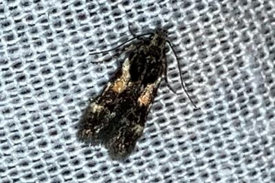<i>Teleiodes luculella</i>