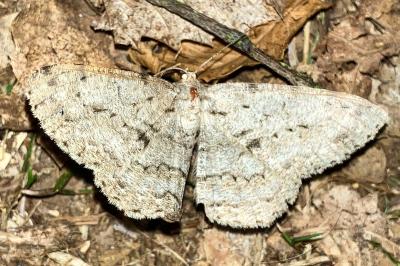<i>Hypomecis roboraria</i>