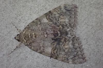 <i>Catocala nupta</i>