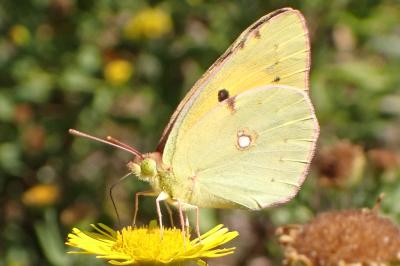 Colias crocea