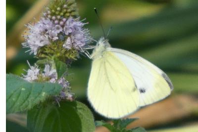 Pieris napi