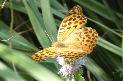 <i>Argynnis paphia</i>