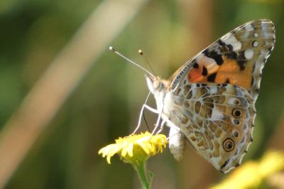 <i>Vanessa cardui</i>