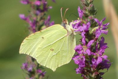 <i>Gonepteryx rhamni</i>