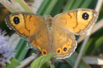 <i>Lasiommata maera</i>
