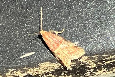 <i>Acrobasis marmorea</i>