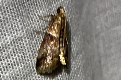 <i>Acrobasis</i>