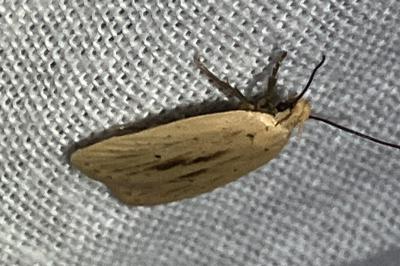 <i>Agonopterix pallorella</i>