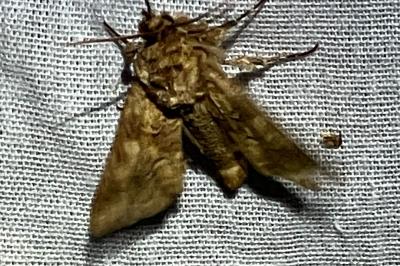 <i>Conisania luteago</i>