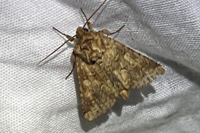 <i>Conisania luteago</i>