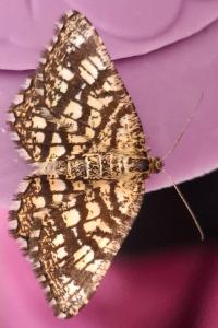 <i>Chiasmia clathrata</i>