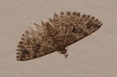 <i>Alucita hexadactyla</i>
