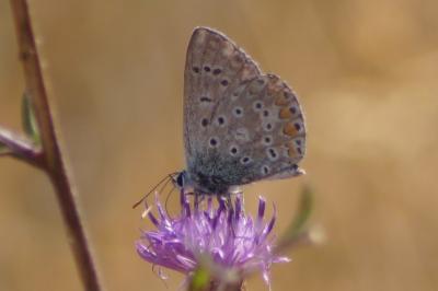 <i>Polyommatus icarus</i>