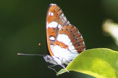 <i>Limenitis reducta</i>
