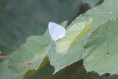 <i>Celastrina argiolus</i>