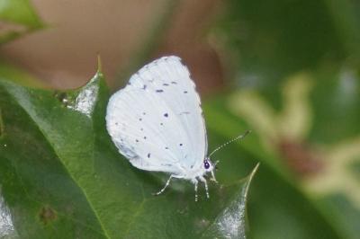 <i>Celastrina argiolus</i>