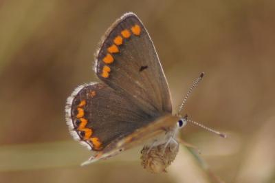 <i>Aricia agestis</i>