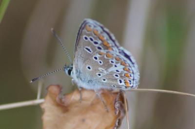 <i>Aricia agestis</i>