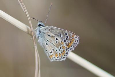 <i>Aricia agestis</i>