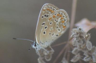 <i>Aricia agestis</i>
