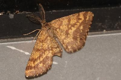<i>Ematurga atomaria</i>