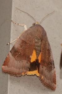 <i>Noctua janthe</i>
