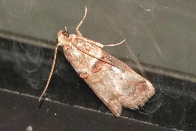 <i>Acrobasis tumidana</i>