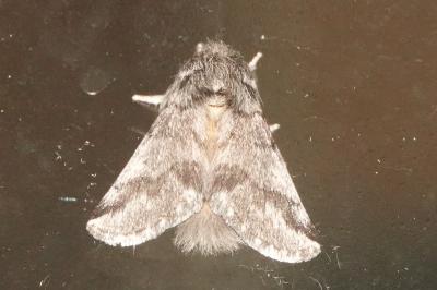 <i>Thaumetopoea processionea</i>
