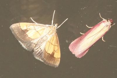 <i>Evergestis limbata</i>