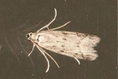 <i>Phycitodes</i>