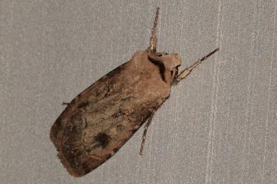 <i>Agrotis exclamationis</i>
