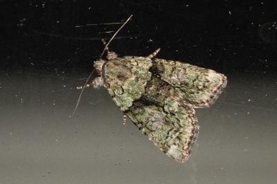Cryphia algae