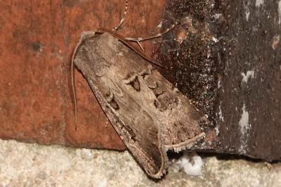 Agrotis bigramma