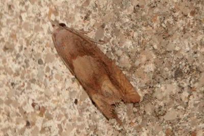 <i>Eucosma conterminana</i>