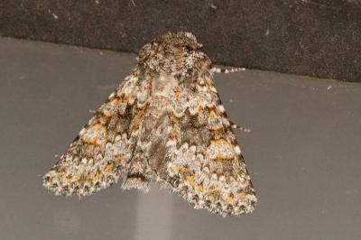 Hecatera dysodea