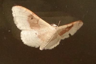 <i>Idaea degeneraria</i>